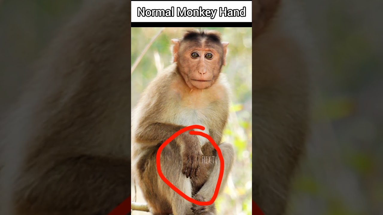 Surprising Things That Are Bigger Than You Think! 😱