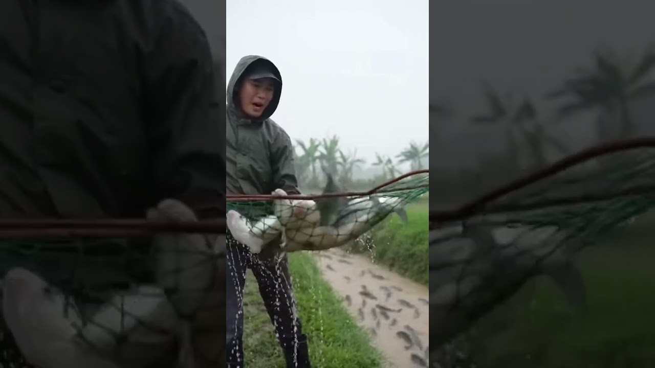 Khám Phá Những Khoảnh Khắc Độc Đáo Trong Tập 13: Bắt Cá Lên Bờ Mùa Mưa 🌧️