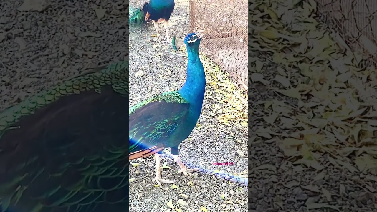 Peacock Sounds & Songs π¦
