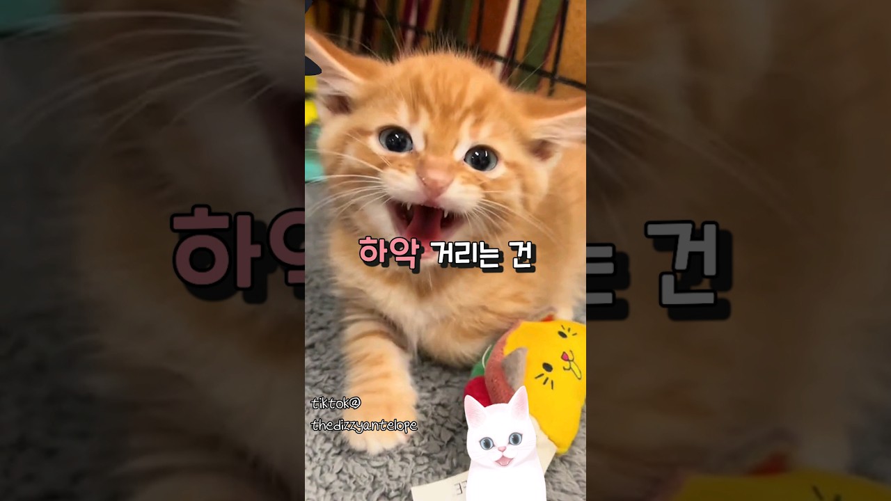 고양이 하악질의 이유 🐱