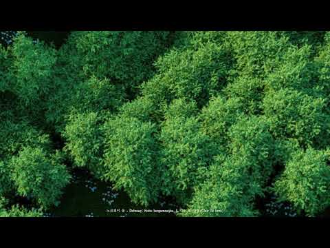 [𝙋𝙡𝙖𝙮𝙡𝙞𝙨𝙩] 노르웨이 숲이 사랑한 클래식 | 드뷔시, 쇼팽, 리스트