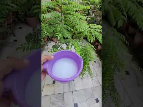 कड़ी पत्ते में डालो यह घरेलु खाद #currypatta #homemade_fertilizer  #shorts #evergreenplant #shampy