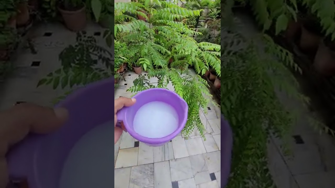 कड़ी पत्ते से बनाएं घरेलू उर्वरक 🌱 | आसान और प्रभावी तरीका