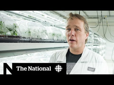 Bruce Linton out as co-CEO of Canopy Growth cannabis company