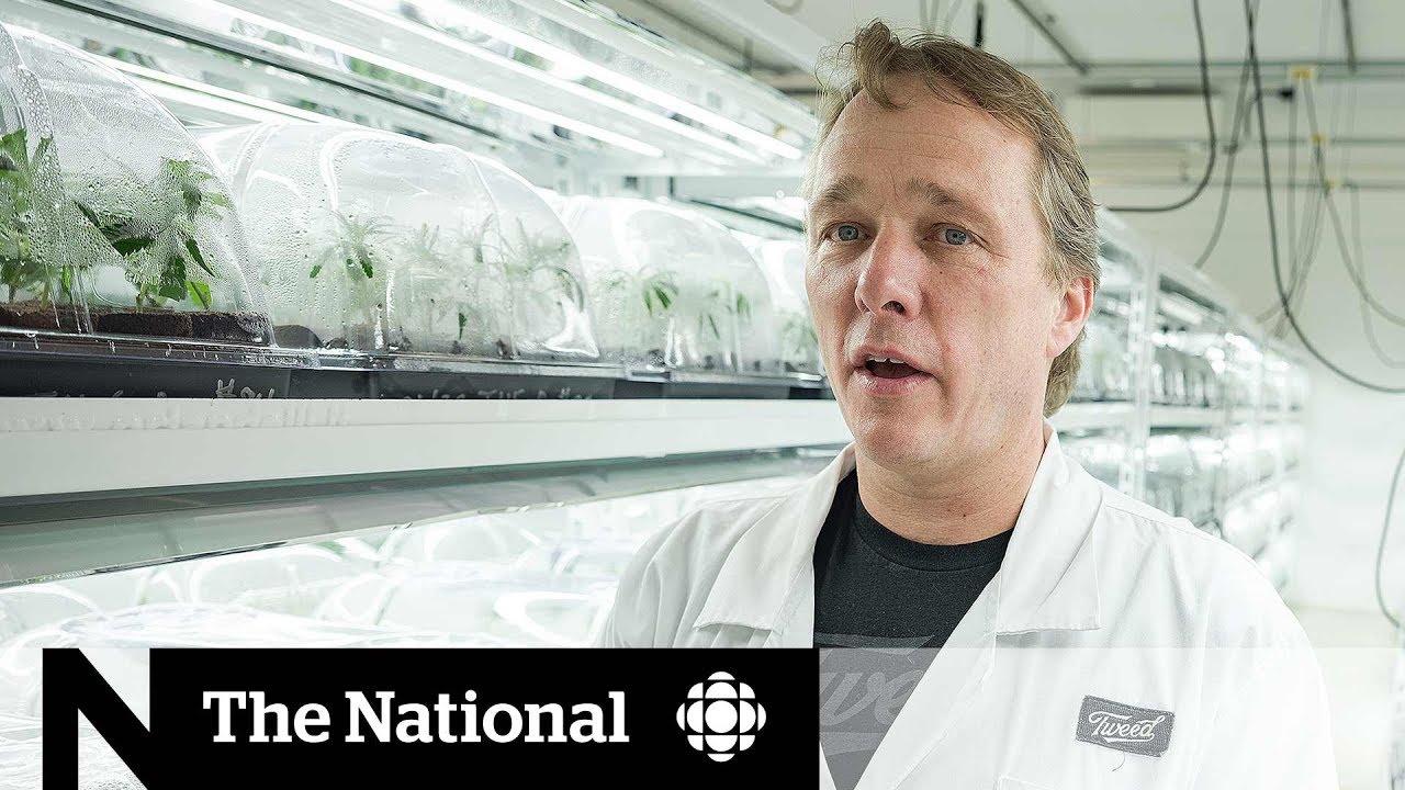 Bruce Linton Departs as Co-CEO of Canopy Growth 🚀