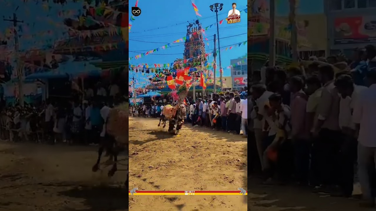 TVK மஞ்சுவிரட்டு🔥 | Thalapathy Vijay & Cast