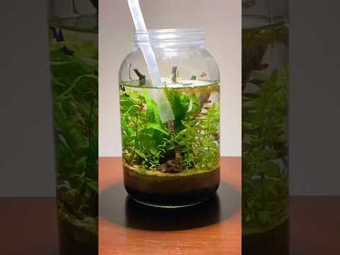 Building a jar aquarium ecosystem #fishtank #plants #aquarium #diy