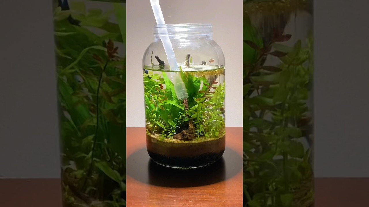 DIY Jar Aquarium Ecosystem 🌿