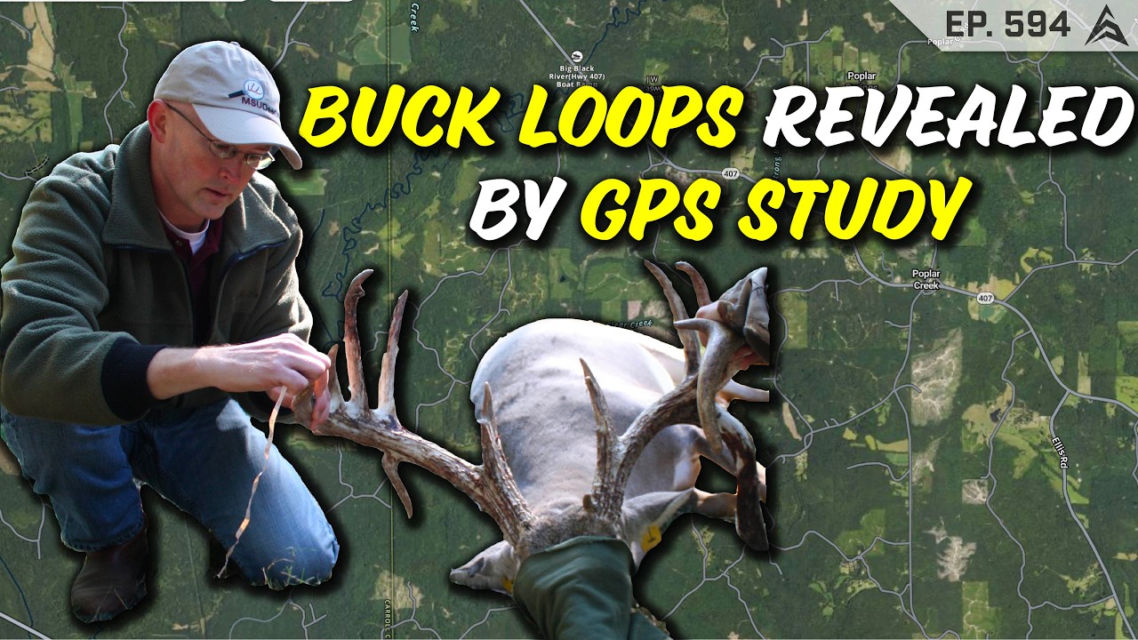 UNLOCKING BUCK Travel LOOPS with GPS Studies! Do they use WIND DIRECTION to TRAVEL?