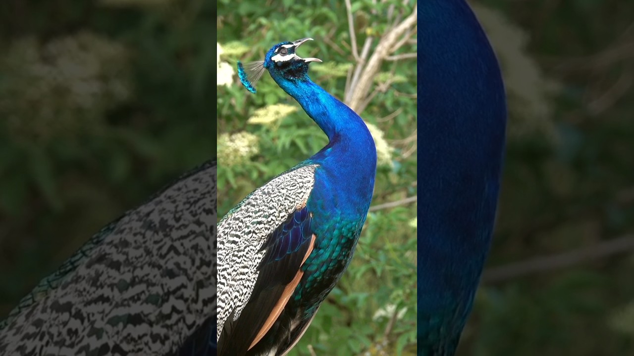 Suara Merak yang Menakjubkan 🦚