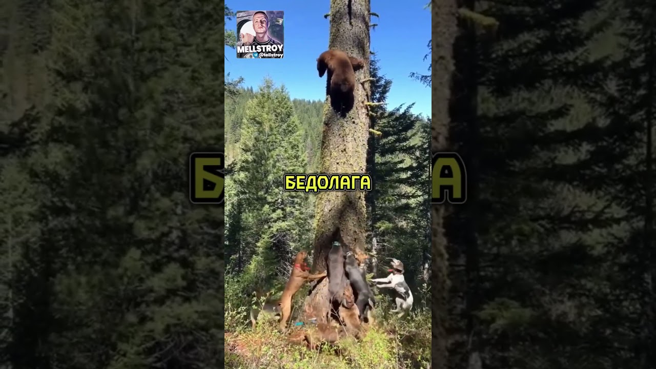 Стая собак атакует медведя 🐻