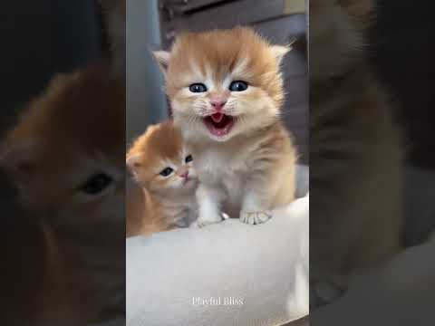 可爱小猫 😻💖 #223 #小猫 #宠物 #猫短视频 #小猫们 #病毒视频