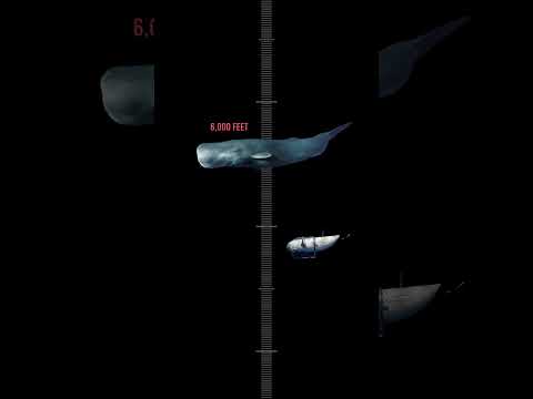 How DEEP is Titanic?