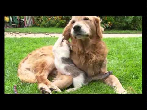 Amizade animal: Amizades improváveis entre animais