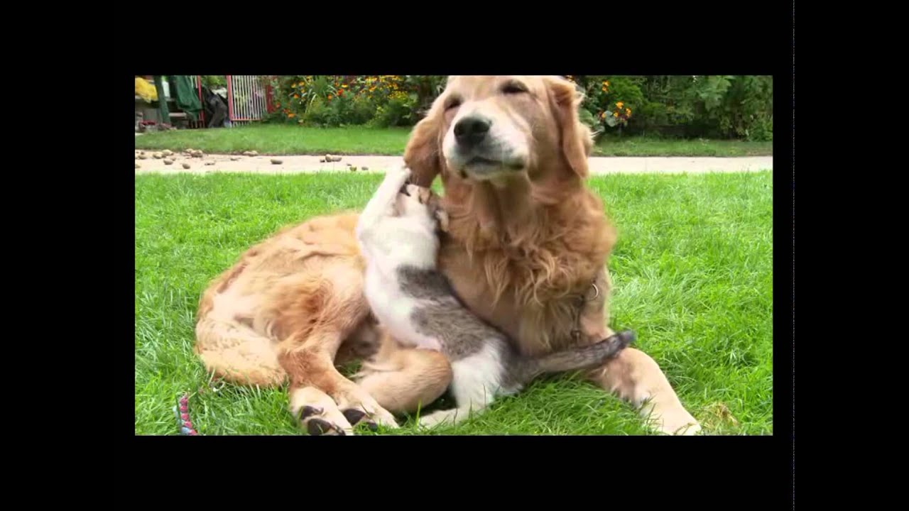 Amizades Surpreendentes entre Animais 🐾