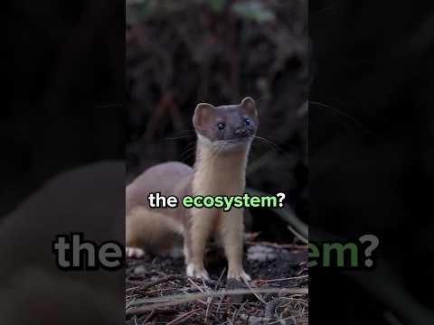 What do Weasels do for the Ecosystem? 😳