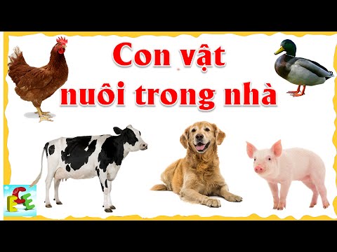 Học Con Vật Nuôi Trong Nhà 🐶 | Tiếng Kêu & Hình Ảnh