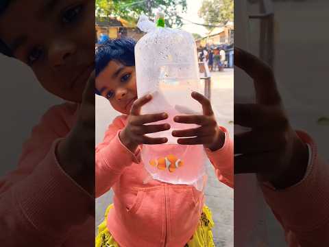 Adding Wild-Caught Percula Clownfish to My Marine Aquarium!