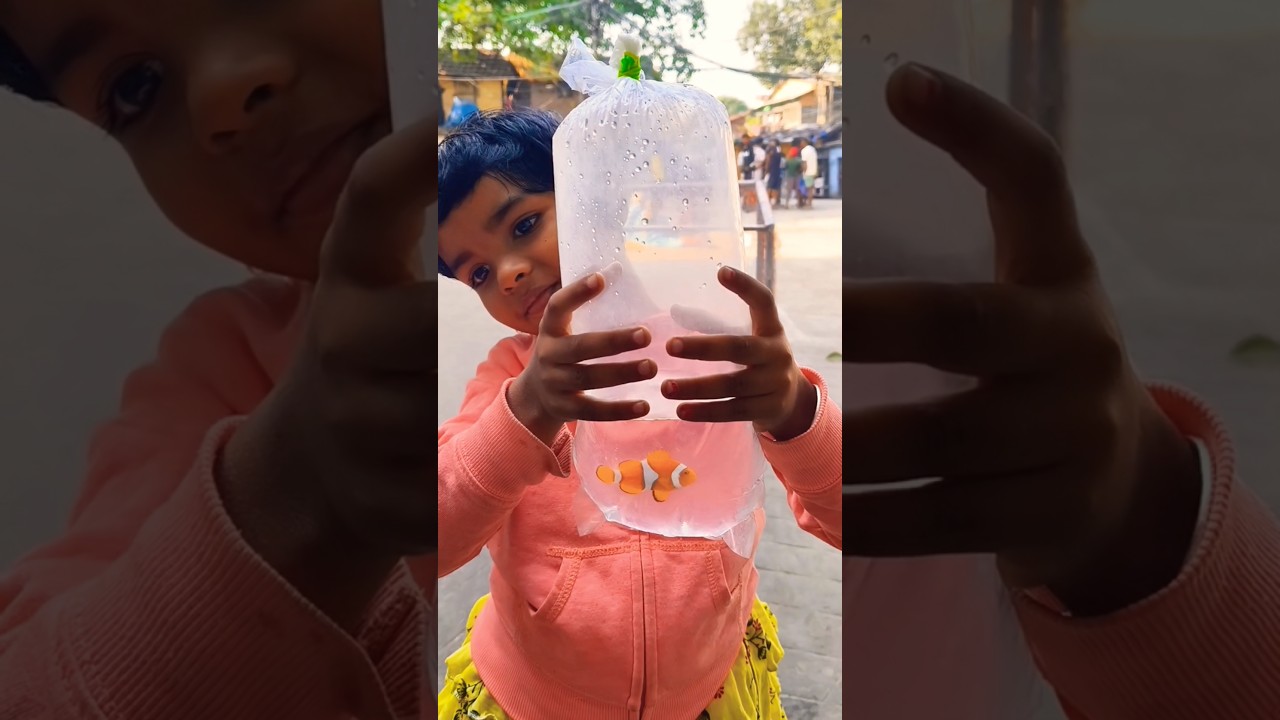 Watch Wild-Caught Percula Clownfish Join My Marine Aquarium! 🐠