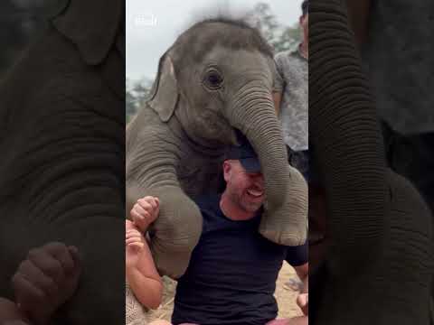 Baby elephant tries to get a 'piggyback'