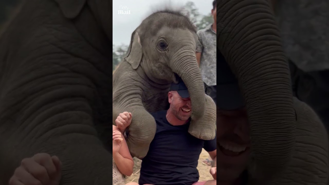 Baby Elephant’s Playful Attempt at a ‘Piggyback’ Surprise