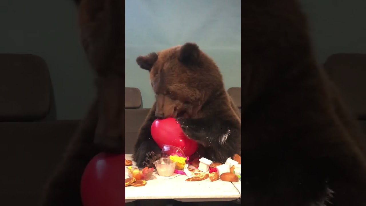 Медведь Том на дне рождения 🎉