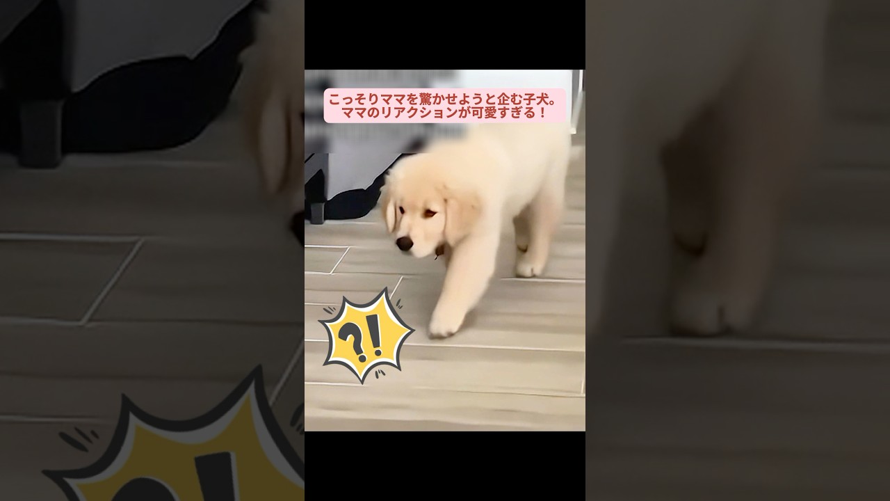 心温まる動物動画集🐾