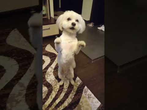 Doi pași înainte și doi înapoi 🐶