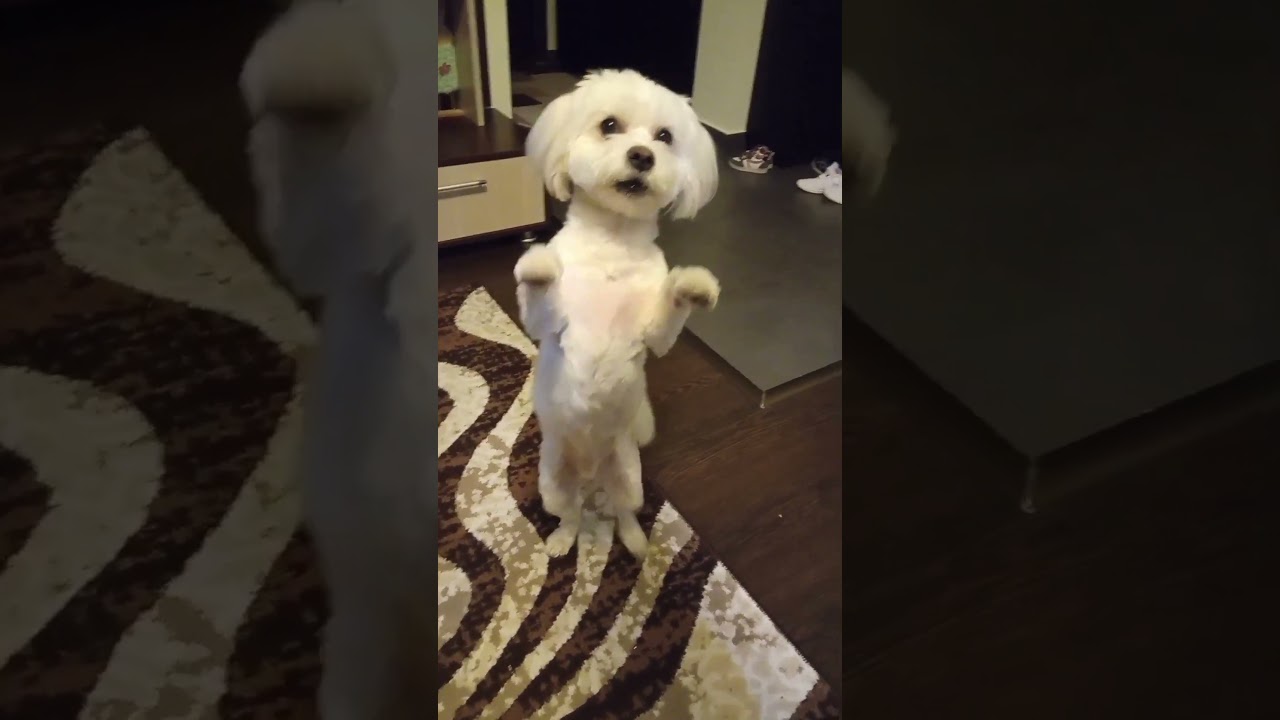 Doi Pași Înainte și Doi Înapoi: Provocările și Lecțiile Vieții 🐶