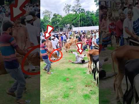The cow gave the cow to the brother. ๐คฃ #super #funny #youtube #short #trending #video #for #everyone