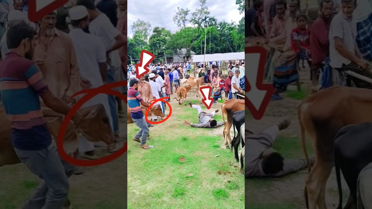 Funny Cow Gave to Brother 🤣