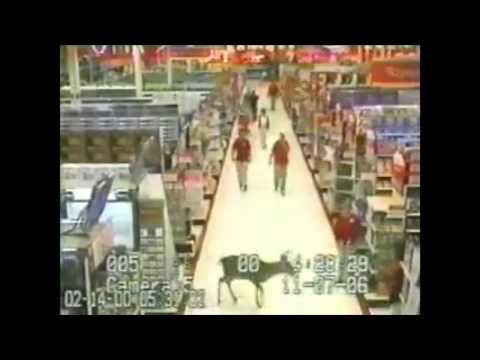 Deers Gone Wild - Parry Gripp ๐ถ