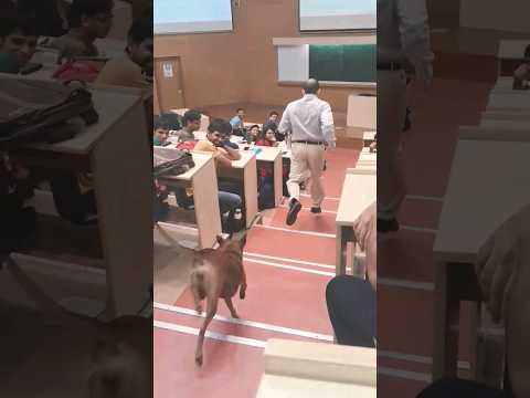 dog in IIT Bombay classroom part 2 #iitbombay #iit #iitvlogs #funny #shorts