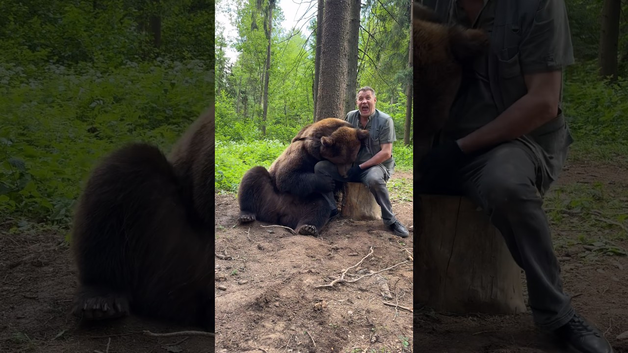 Том напал на ногу! Медведь с чувством юмора 🐻