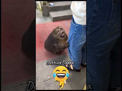 Funny Monkey Mind Voice #monkey #funny #comedy #shorts #shortsfeed #dubbing #funnyanimals