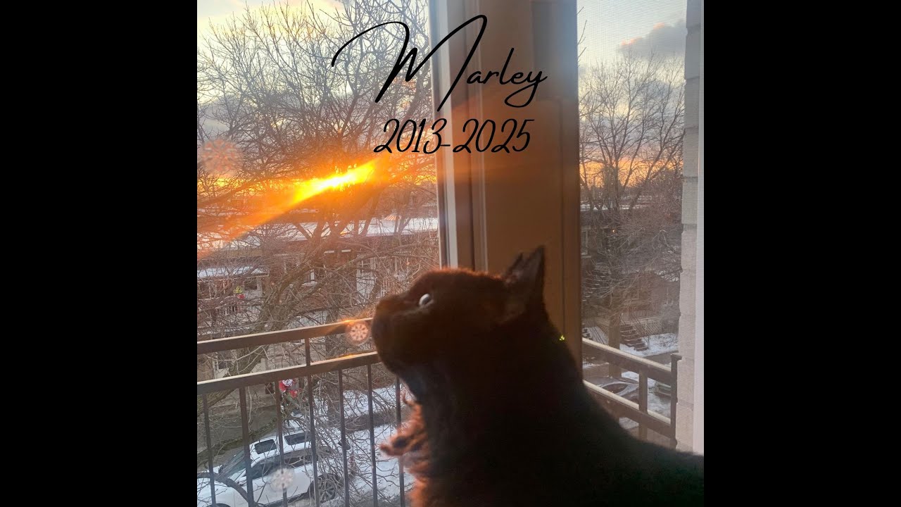 Adieu à Marley, mon meilleur ami 😢