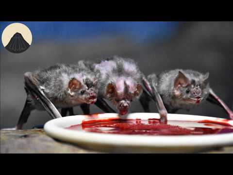 How do Animals Survive from Drinking Blood Alone?