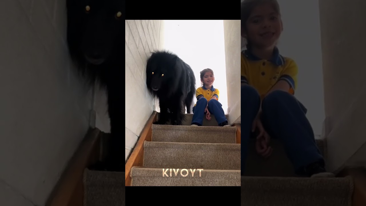 Dog Protection 2 🐕