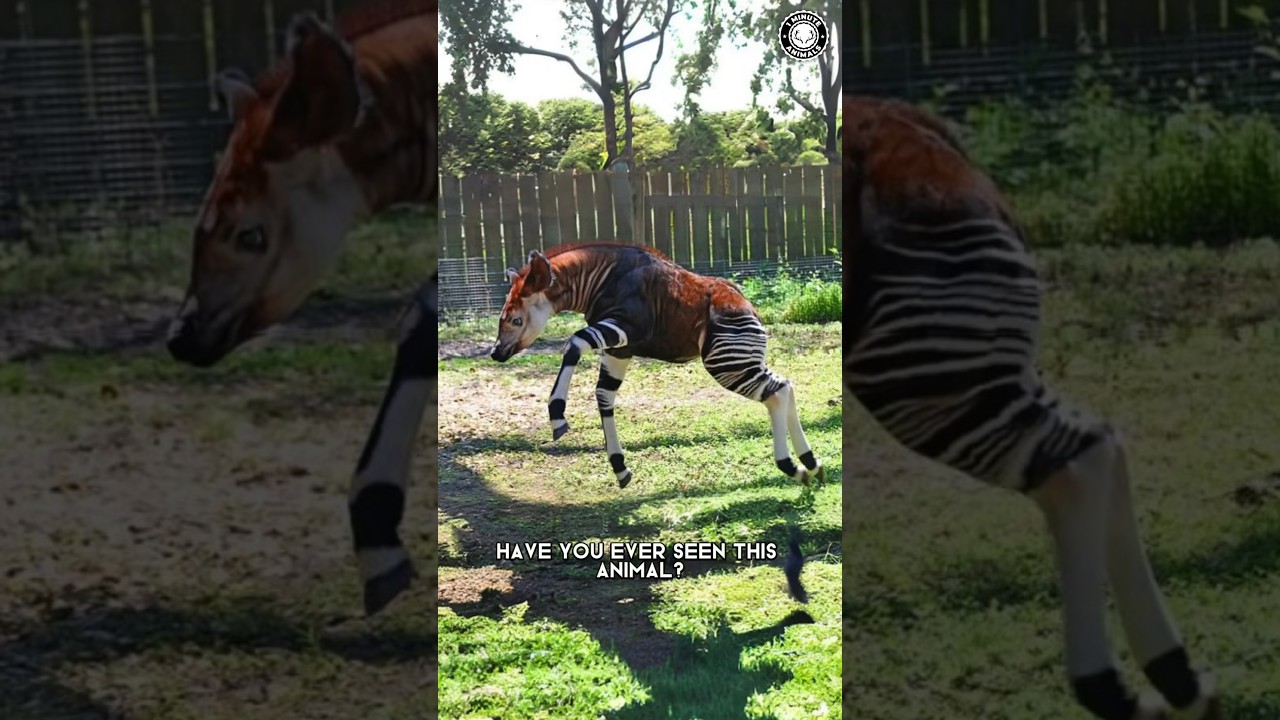 Okapi 🦒 Rare Creature of the Congo!