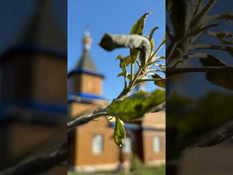 Преображение Господне #popovca #balti #moldova #преображениегосподне