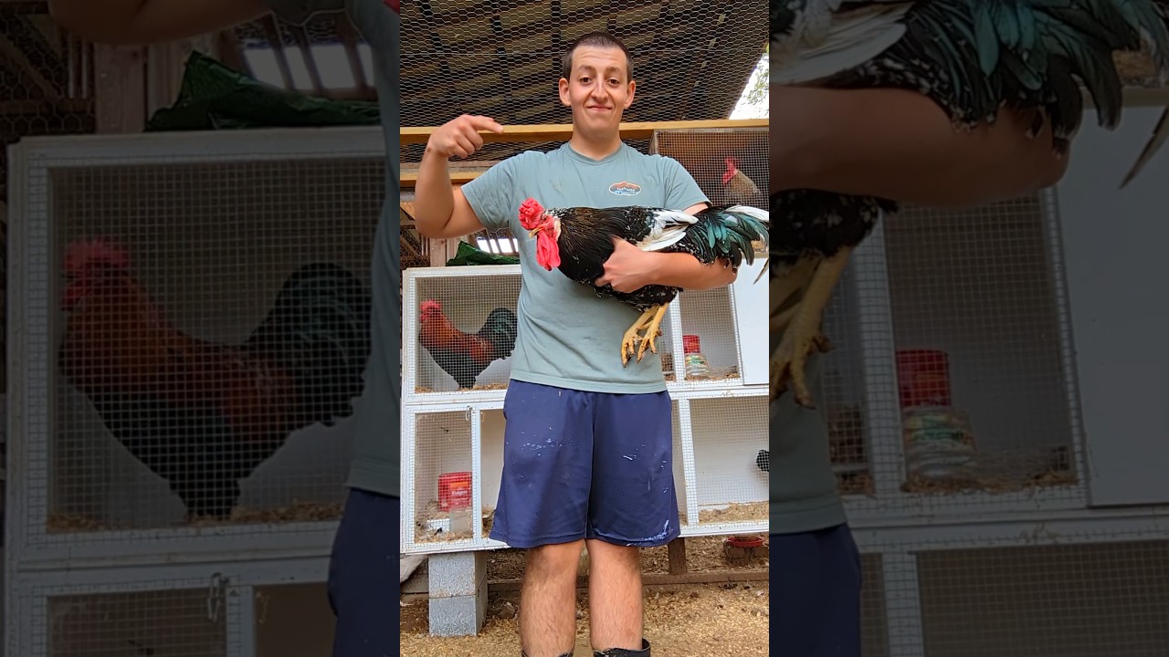 Why Do I Have So Many Rooster Breeds? ๐