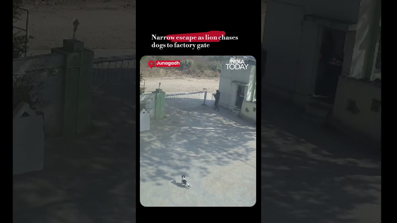 Video: Narrow Escape As Lion Chases Dogs To Factory Gate