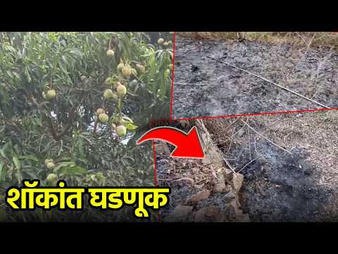 Woman Electrocuted While Picking Mangoes in Quepem