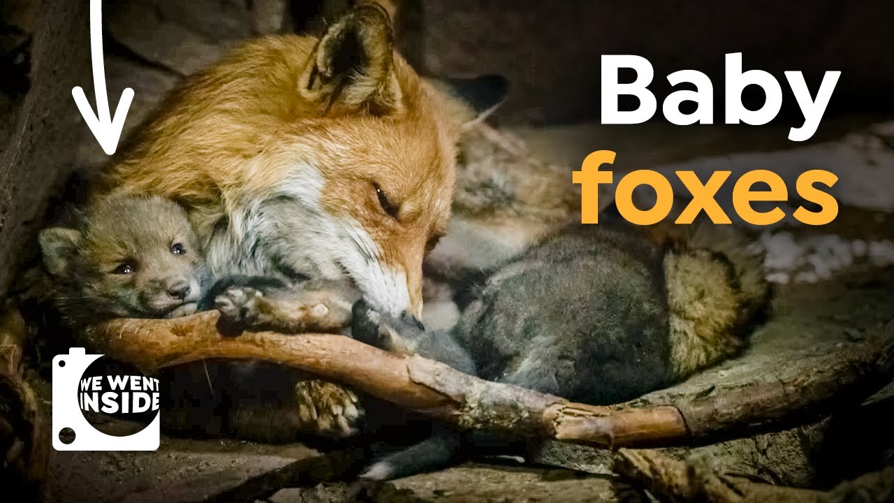 Exploring a Den with Adorable Red Fox Babies 🦊