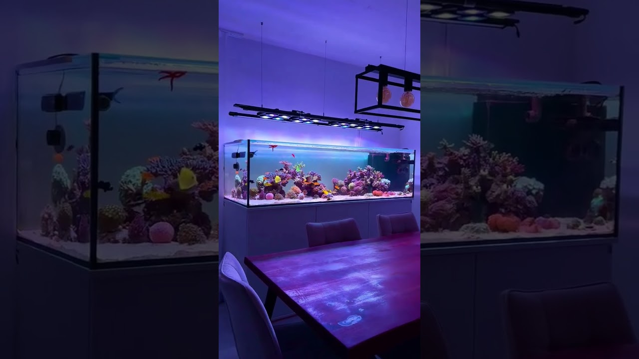 200g Classic Reef Aquarium with Beast Mode Lighting