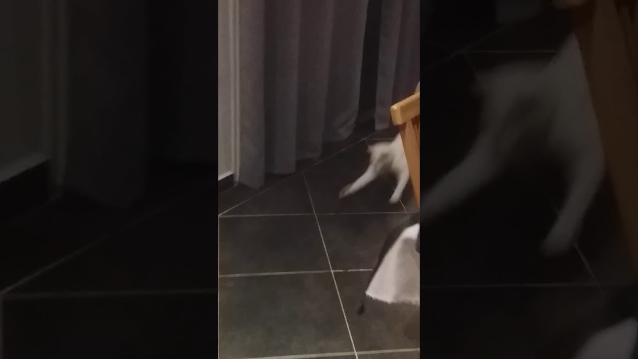 Chat vs Cafard : La bataille de la maison 🐱🪳