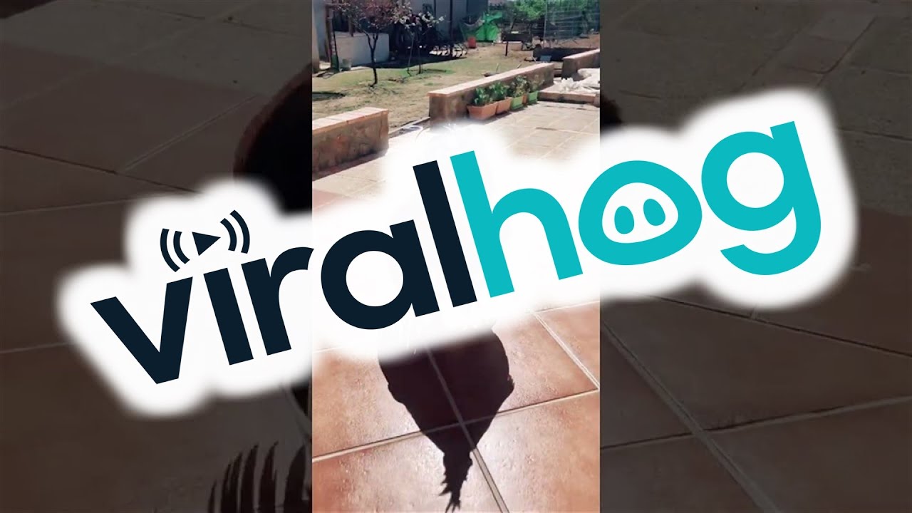 Rooster Rejoices Seeing Owner π