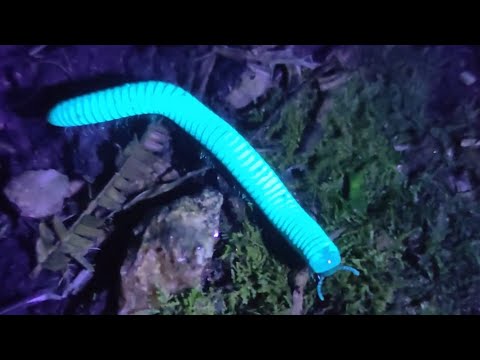 15 AMAZING Bioluminescent Animals
