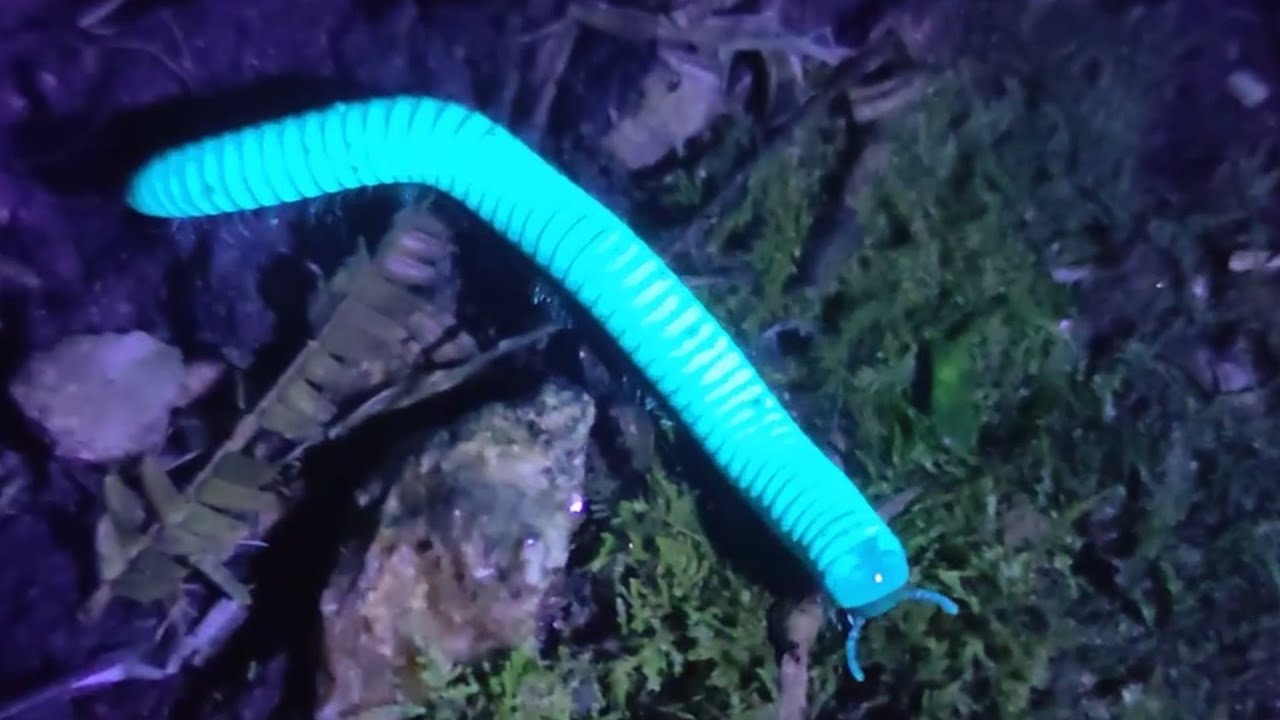 15 Stunning Bioluminescent Animals That Glow in the Dark ✨