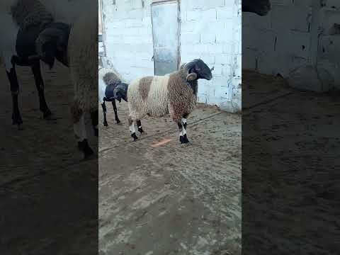 كبش العيد كاين كباش قوة الله يبارك عنابة . 0667865984 #خروف